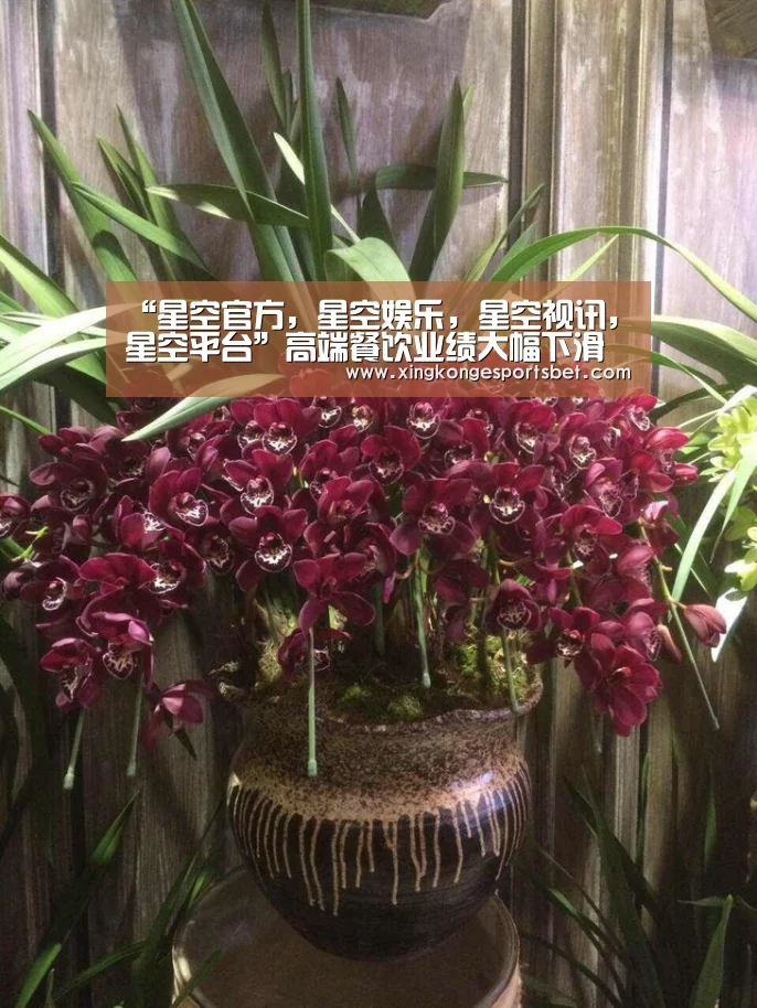 星空官方，星空娱乐，星空视讯，星空平台